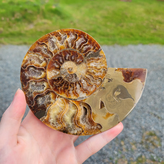 Natural Ammonite Fossil - Fossil, Fossil Specimen, Home Decoration, Reiki Healing, Gift