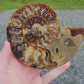 Natural Ammonite Fossil - Fossil, Fossil Specimen, Home Decoration, Reiki Healing, Gift